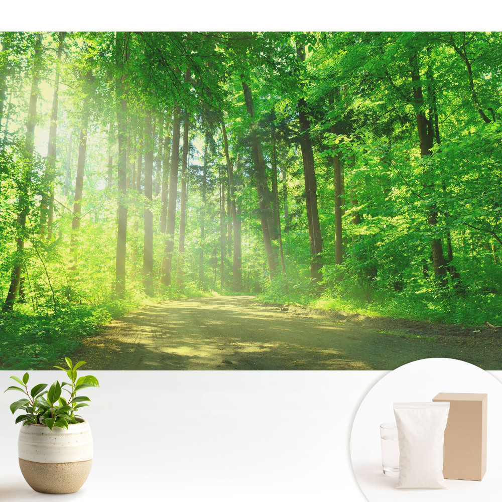 Tapeta Zelený les, slnko, pokoj