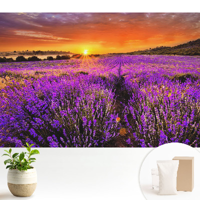 Tapeta na stenu s motívom západu slnka nad levanduľovými poliami