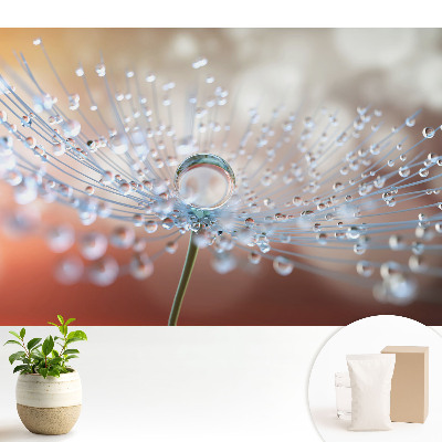 Tapeta s priehľadným motívom kvapky na vláknach púpavy