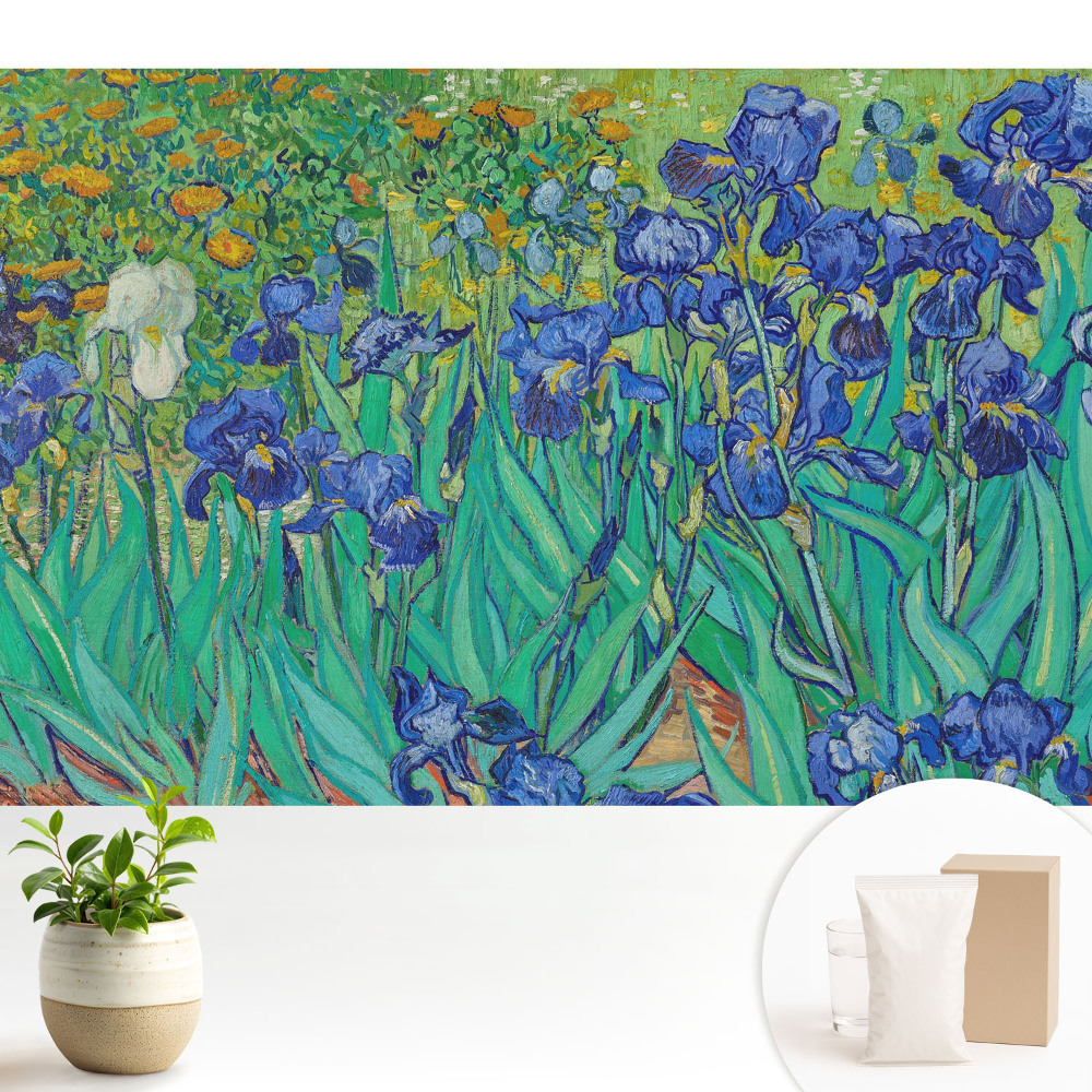 Tapeta Fialové kosatce v zelenej záhrade