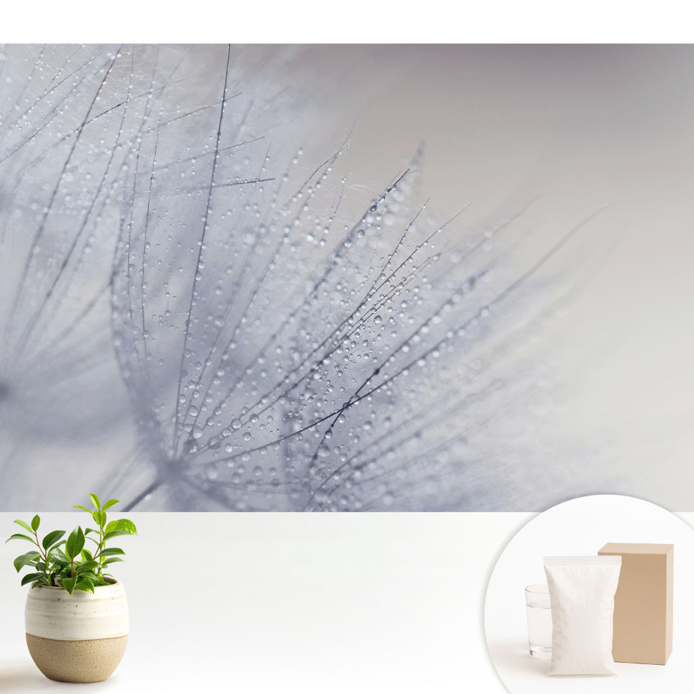 Tapeta do obývačky Makro kvapôčok na vláknach púpavy