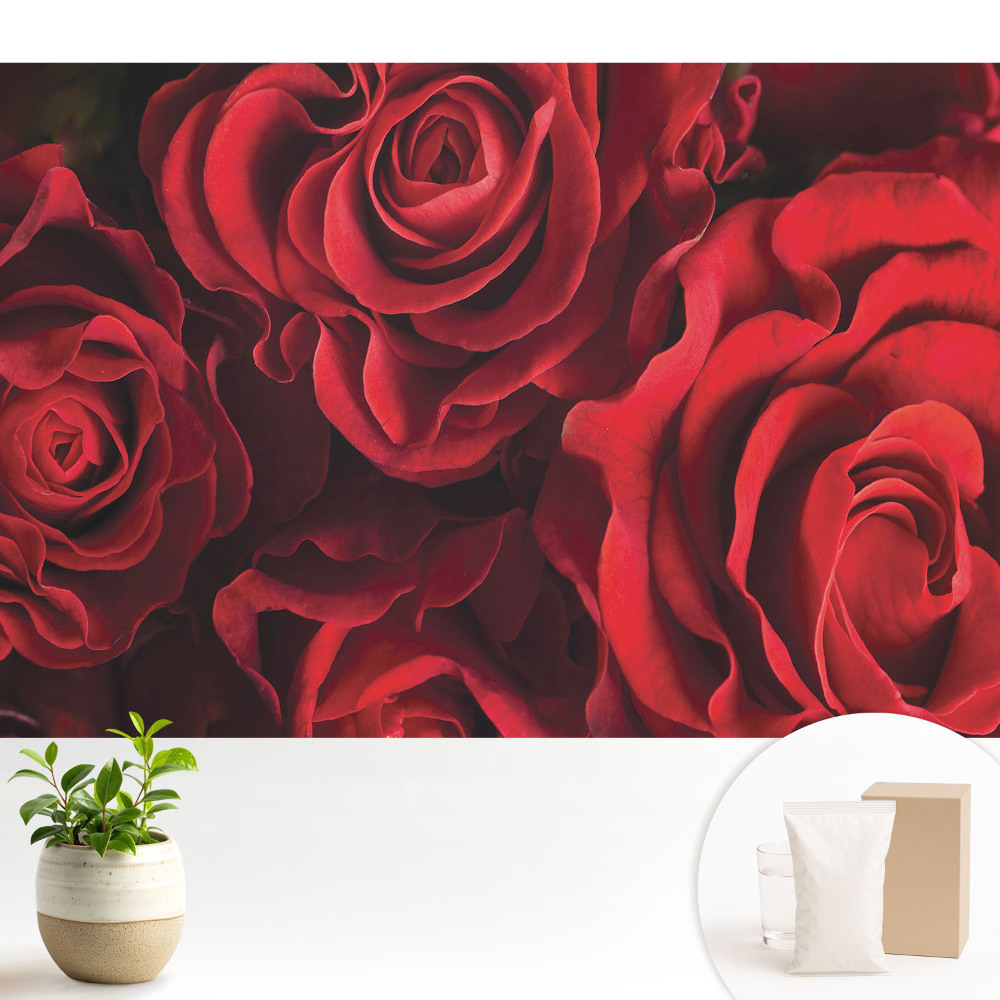Luxusná tapeta Harmonicky elegantné červené ruže