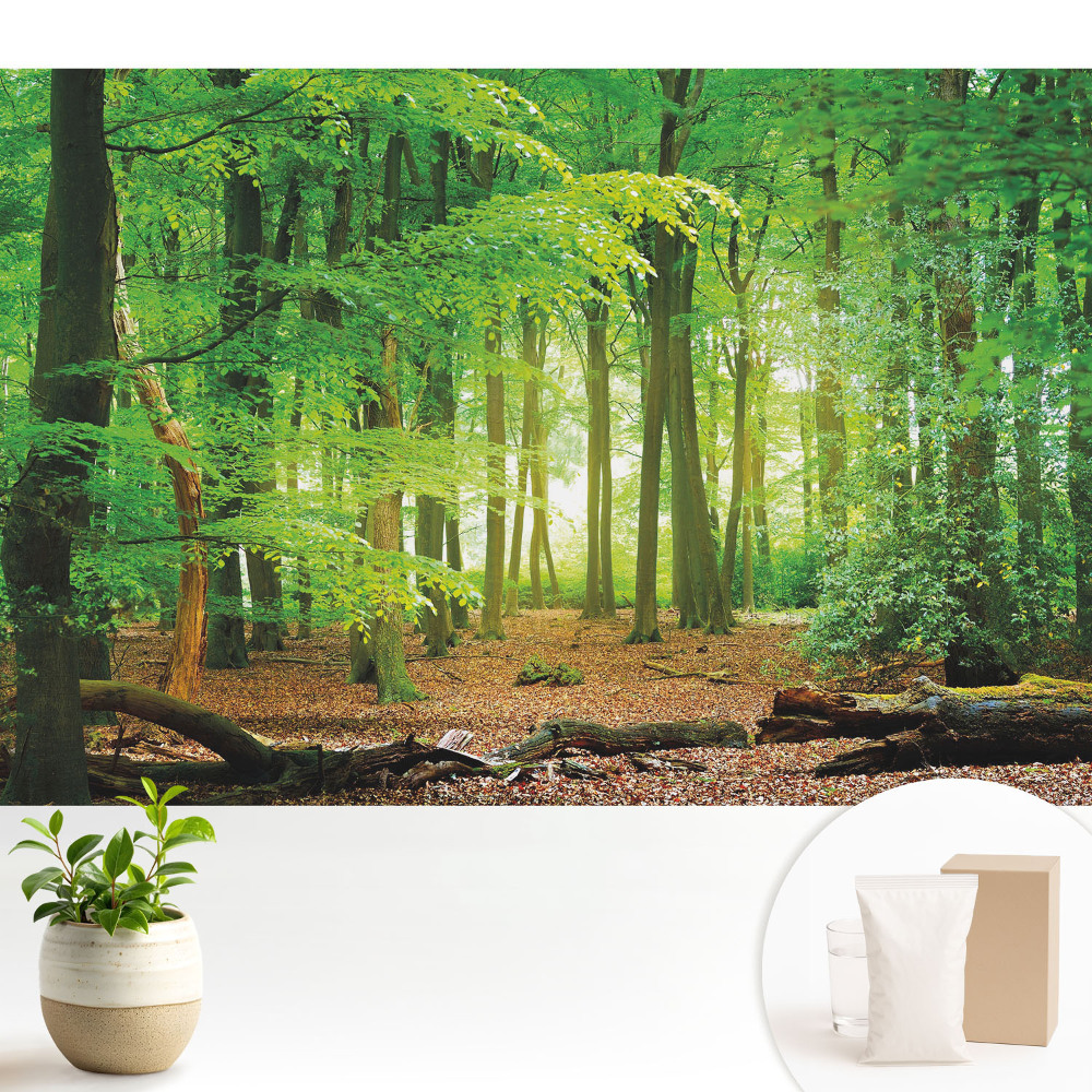 Tapeta Lesná krajina so slnečnými lúčmi