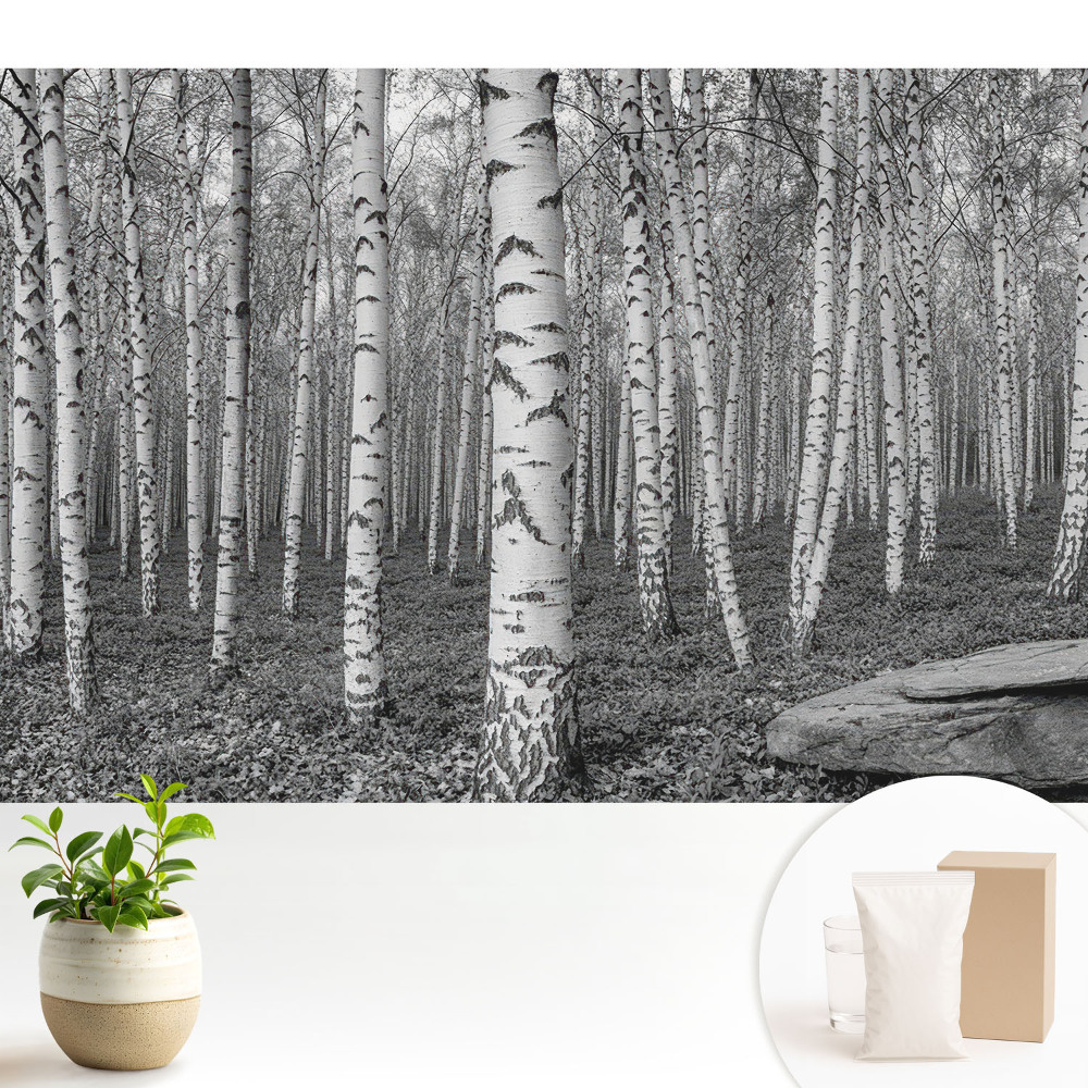 Luxusná tapeta Brezový les, pokoj prírody, harmónia
