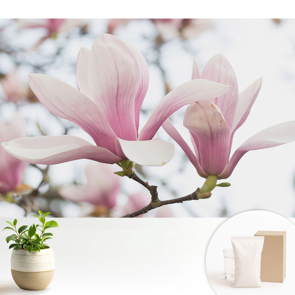 Tapeta na stenu Ružové magnólie romantická príroda
