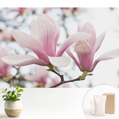 Tapeta na stenu Ružové magnólie romantická príroda