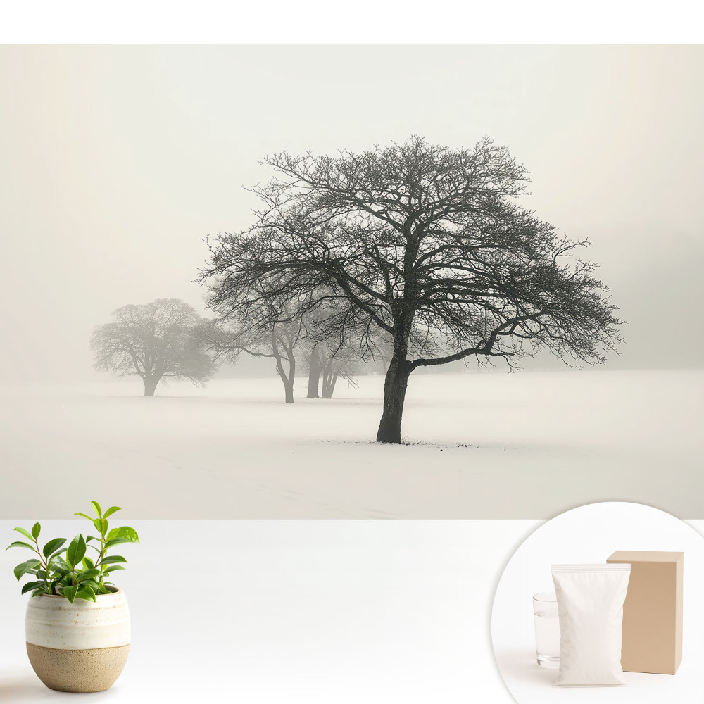 Tapeta Stromy v hmle v zimnej krajine