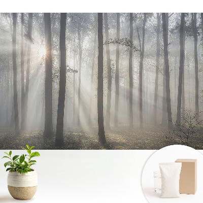 Tapeta na stenu Ranný pokoj medzi stromami