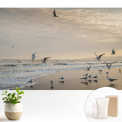 Tapeta na stenu Čajky na pobreží pri západe slnka