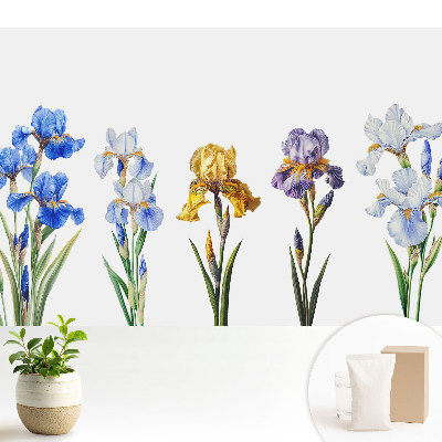 Tapeta do obývačky Farebné kvety kosatcov na bielom pozadí