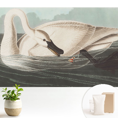 Tapeta Labuť na vodnej hladine