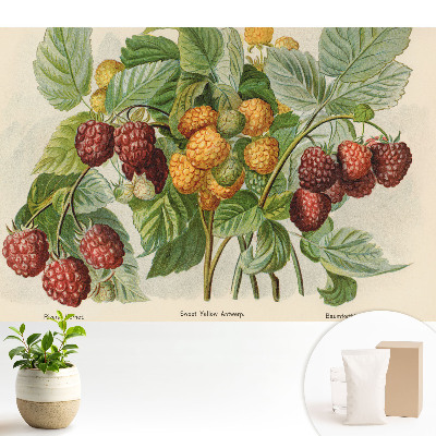 Tapeta na stenu s botanickou ilustráciou malín