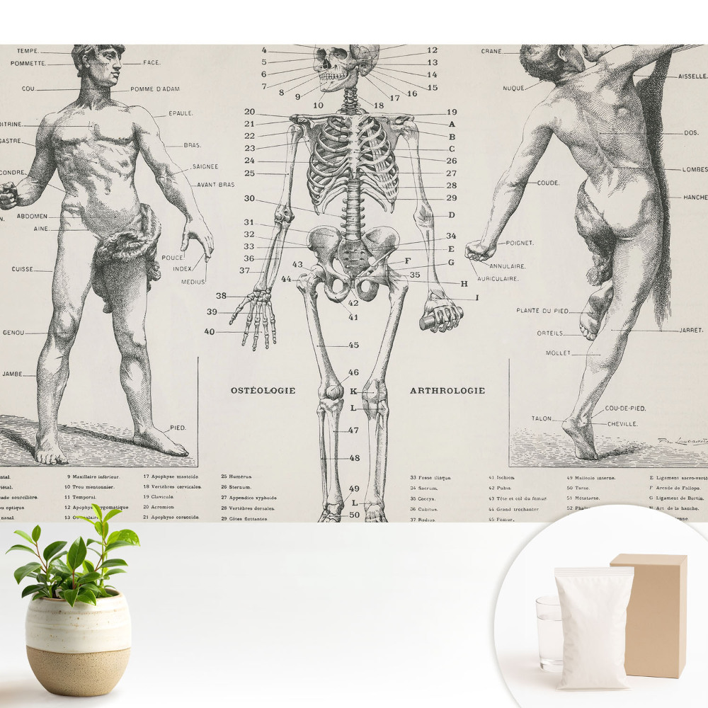 Tapeta s anatomickými ilustráciami v retro štýle