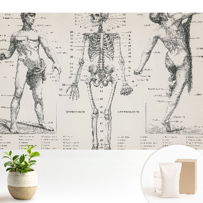 Tapeta s anatomickými ilustráciami v retro štýle