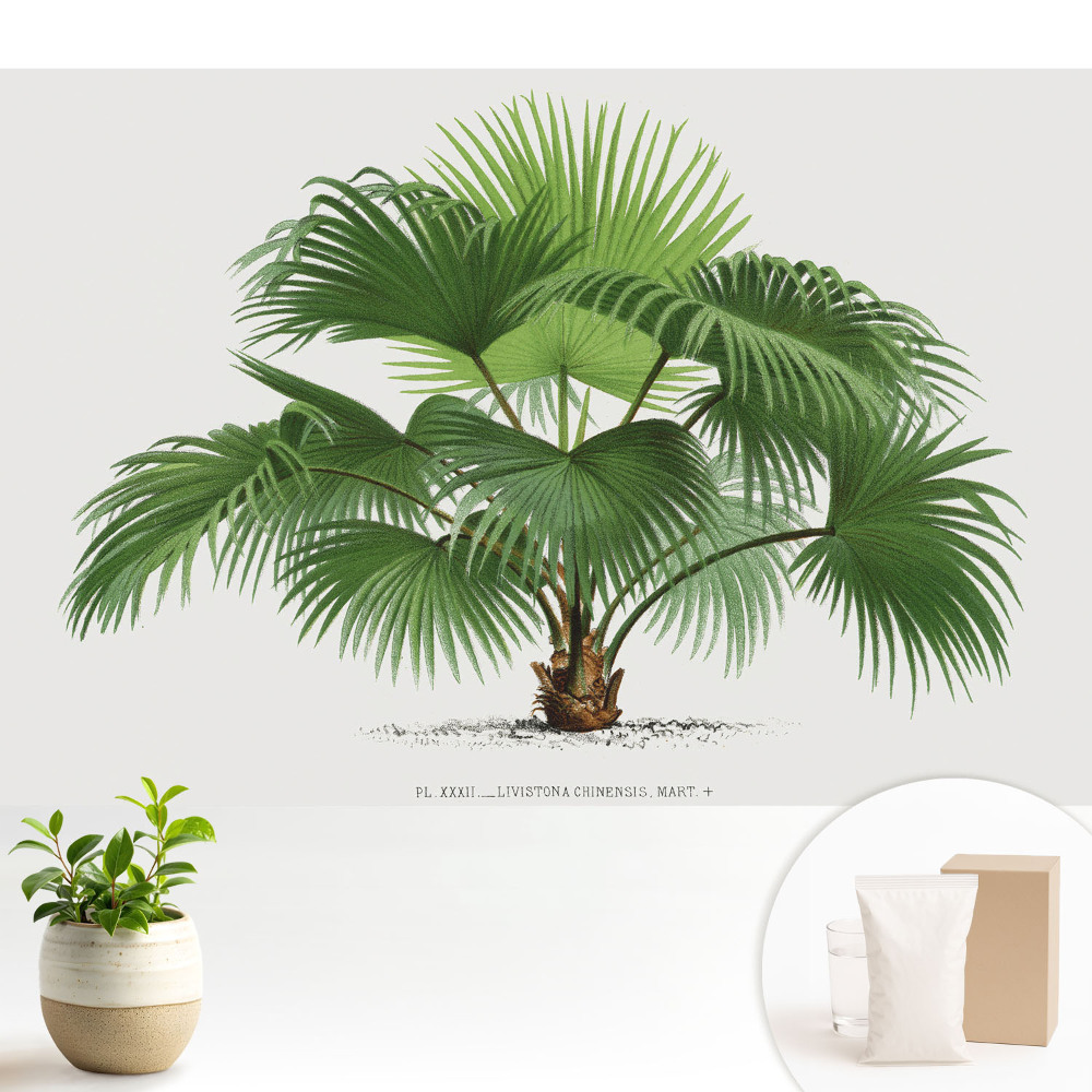 Tapeta na stenu Klasická elegancia palmy