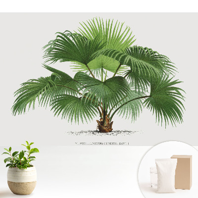 Tapeta na stenu Klasická elegancia palmy