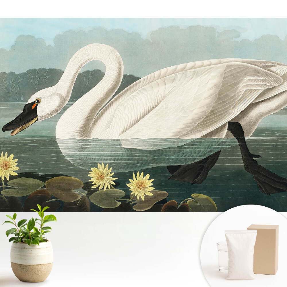 Tapeta Štýlová labuť a lekná klasická krása