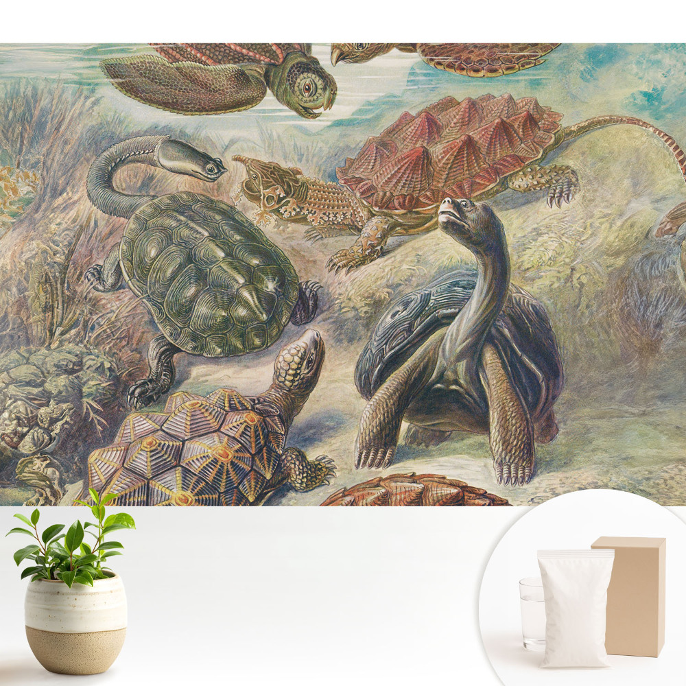 Luxusná tapeta Rôzne korytnačky vo vodnej scenérii