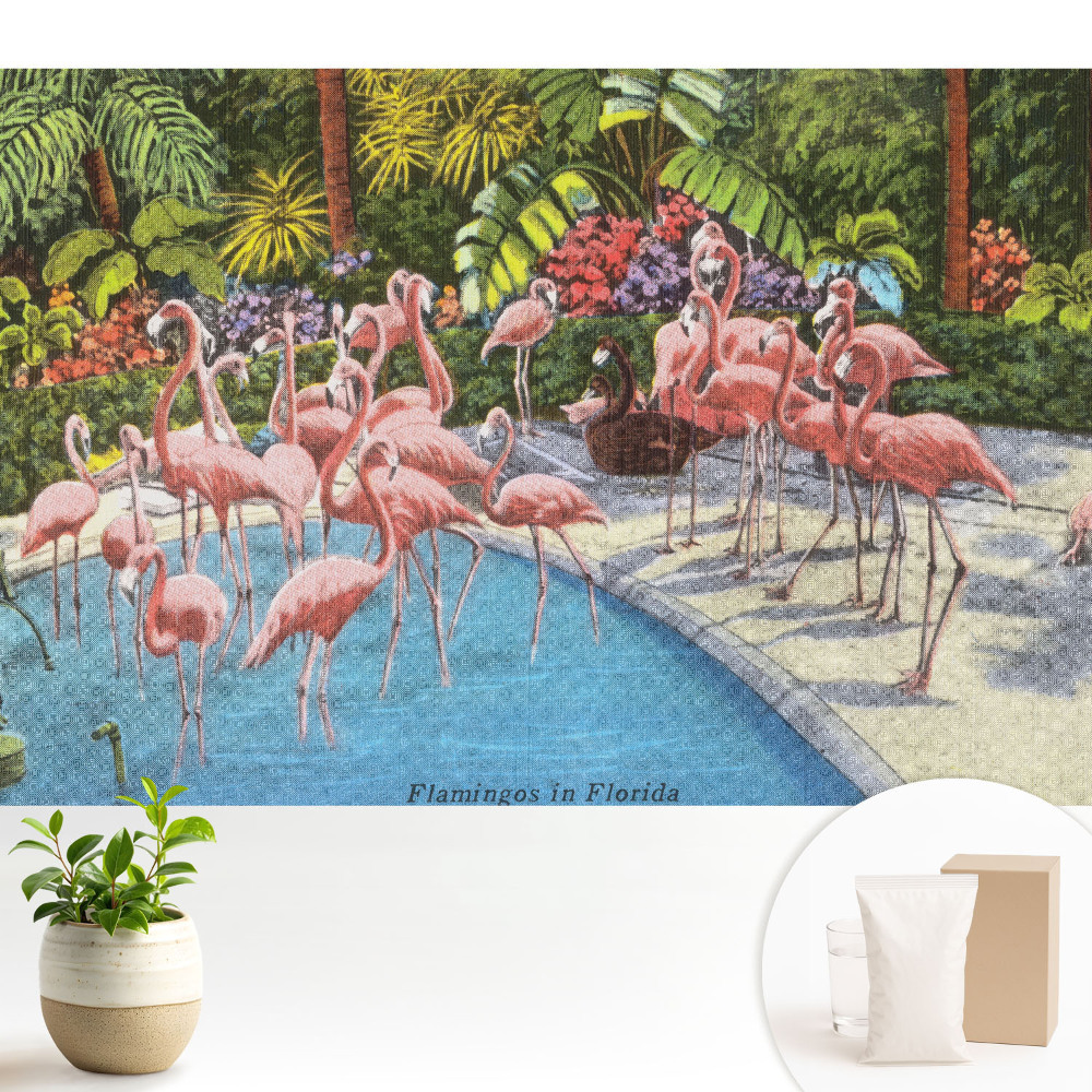 Tapeta Plameniaky pri bazéne