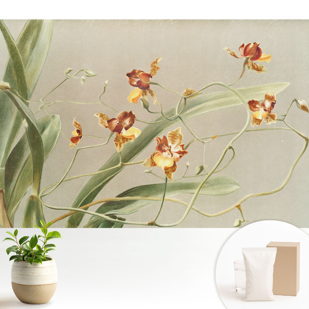 Tapeta Krásne orchidey na sivom pozadí