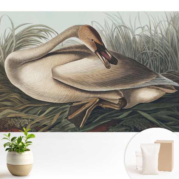 Tapeta na stenu Klasická labuť s rastlinami v pozadí