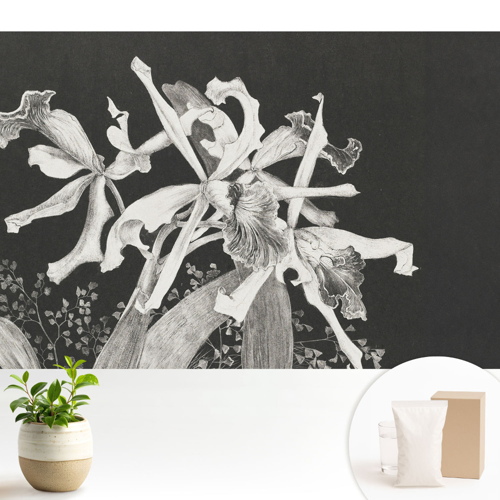 Tapeta do obývačky Elegantné kvety na tmavom pozadí