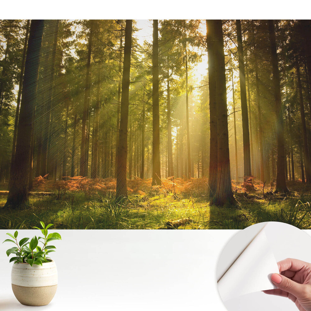 Tapety na stenu samolepiace Slnečný les ráno