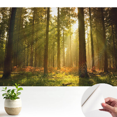 Tapety na stenu samolepiace Slnečný les ráno