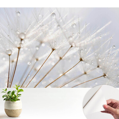 Tapeta s motívom púpavy s kvapkami rosy