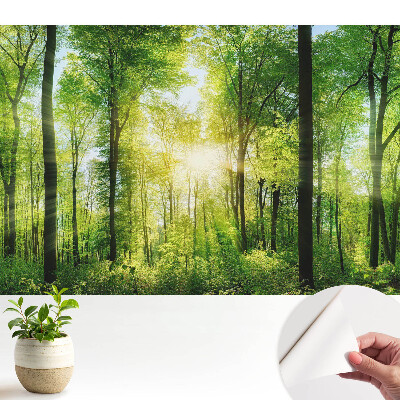 Tapeta Zelený les v slnečných lúčoch