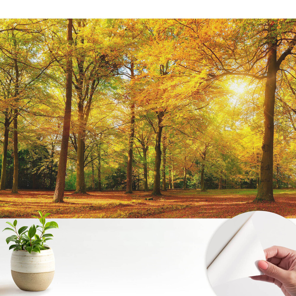 Tapety na stenu samolepiace Jesenná panoráma lesa plného farebných listov