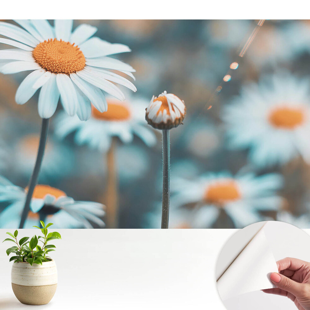 Tapety na stenu samolepiace Jemné kvety harmančeka evokujú pokoj