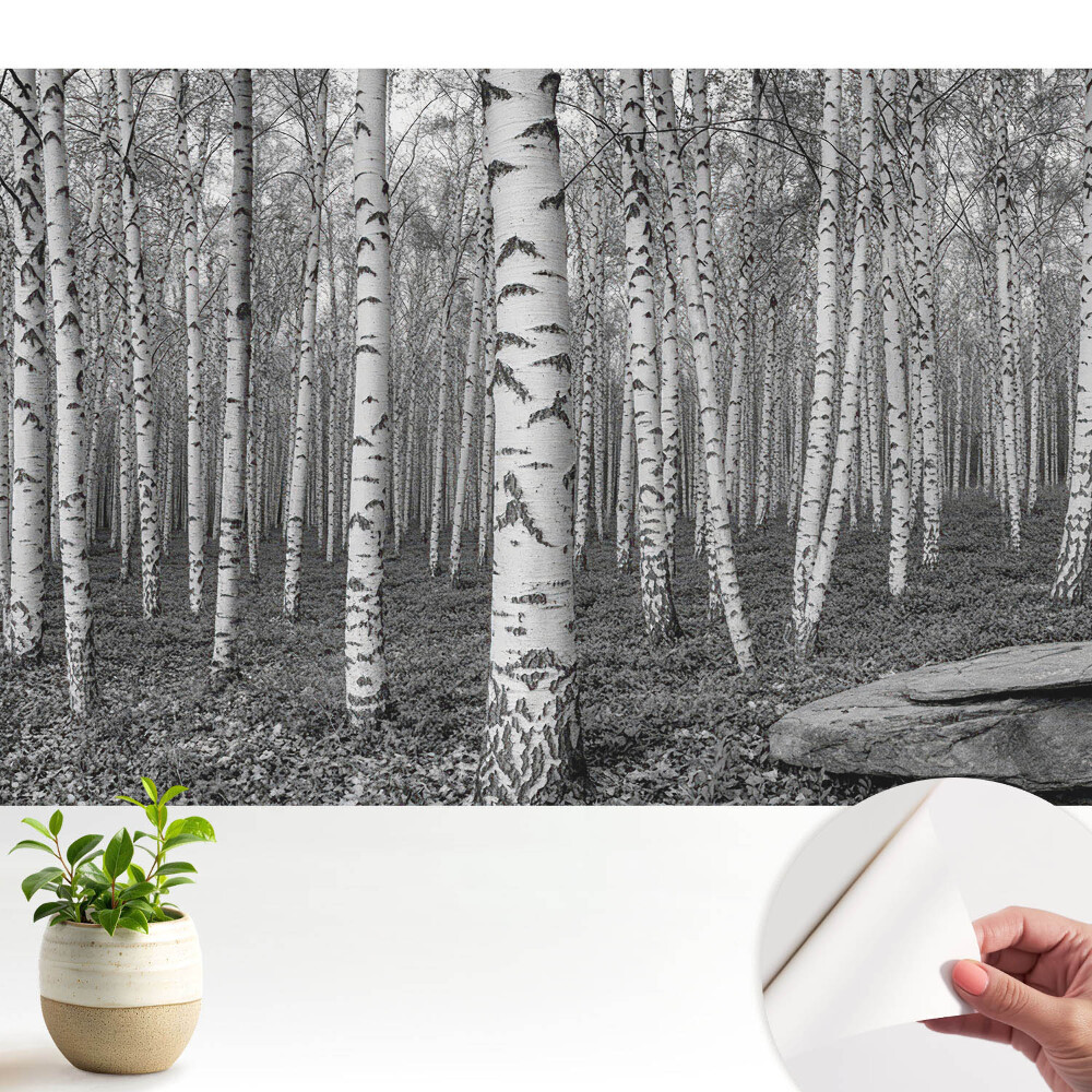 Luxusná tapeta Brezový les, pokoj prírody, harmónia
