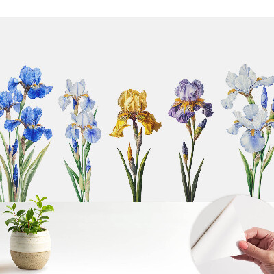 Tapeta do obývačky Farebné kvety kosatcov na bielom pozadí