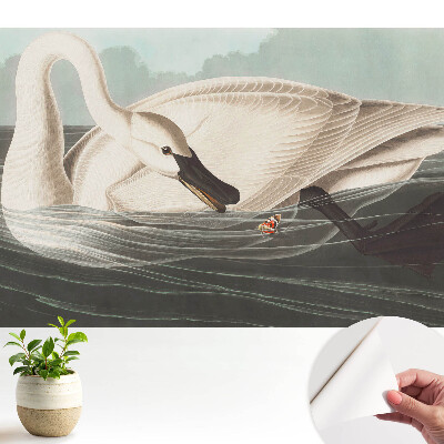 Tapeta Labuť na vodnej hladine