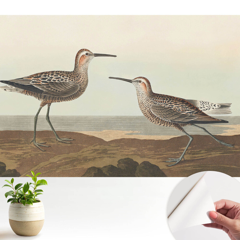 Tapeta Dva vtáky na brehu mora