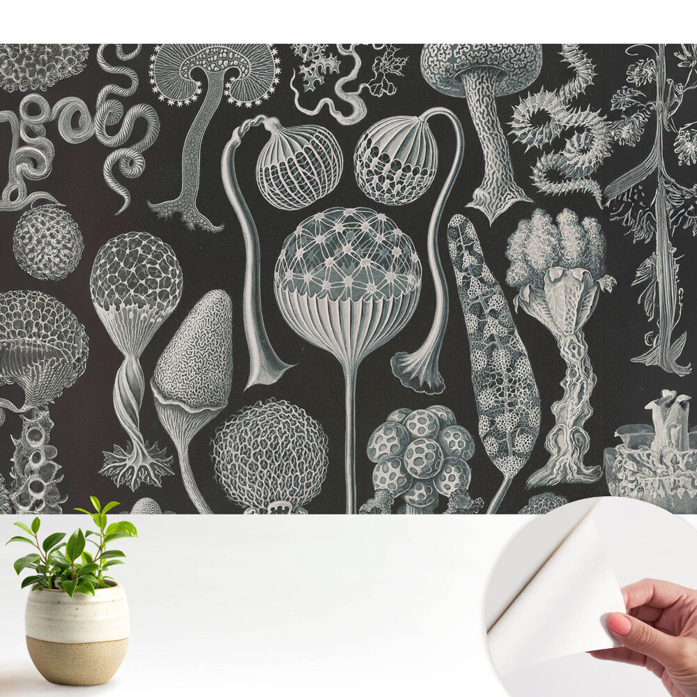Tapeta Fantastické organické formy v čiernej a bielej farbe