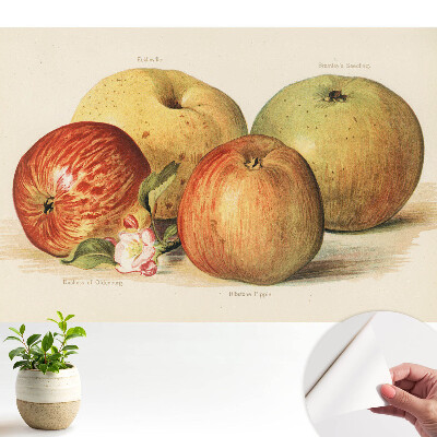 Tapeta do obývačky Štyri jablká, jabloňový kvet, klasický štýl