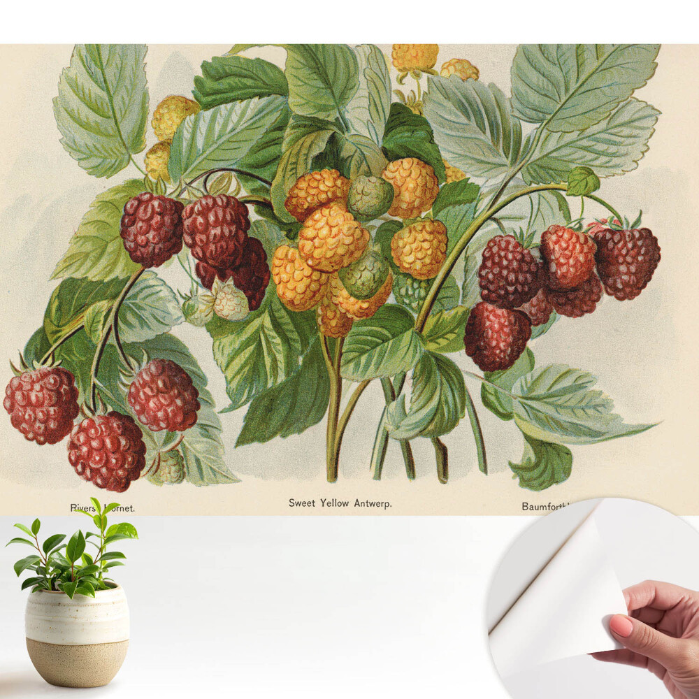 Tapety na stenu samolepiace Maliny v botanickej ilustrácii