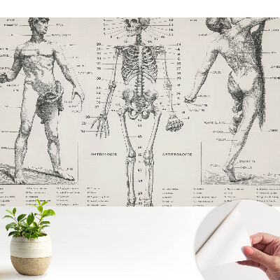 Tapeta Anatomické ilustrácie v retro štýle