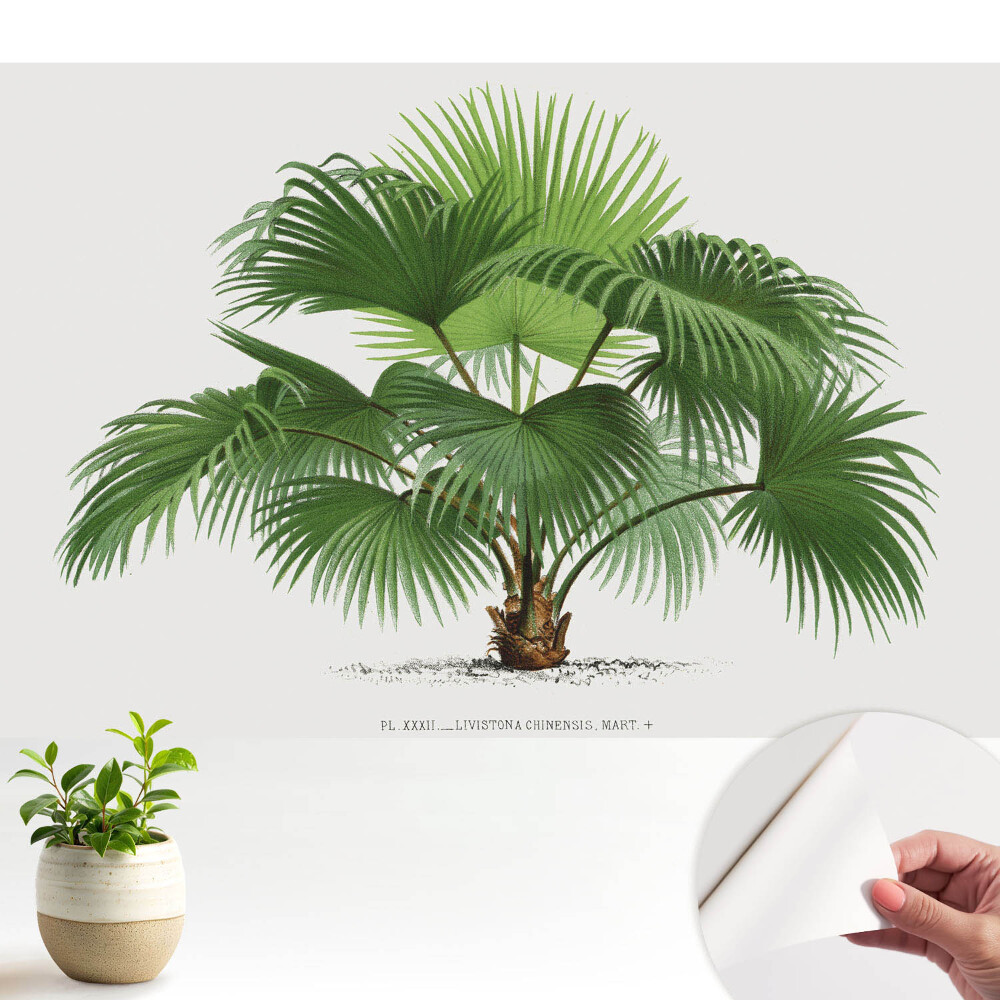 Tapety na stenu samolepiace Klasická elegancia palmy