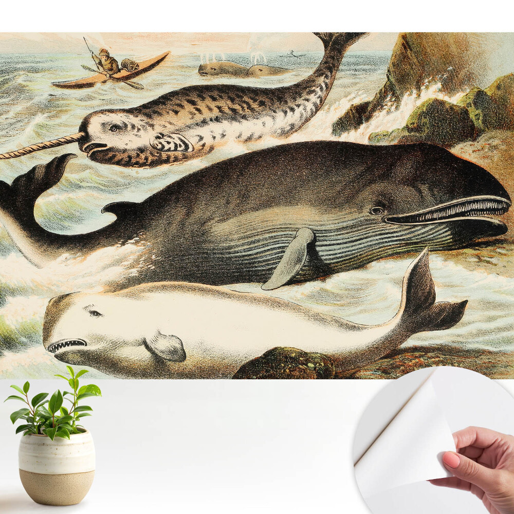 Tapeta do obývačky Klasická ilustrácia veľrýb s narvalom