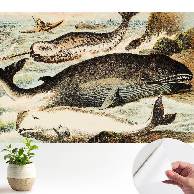 Tapeta do obývačky s klasickou ilustráciou veľrýb vrátane narvala