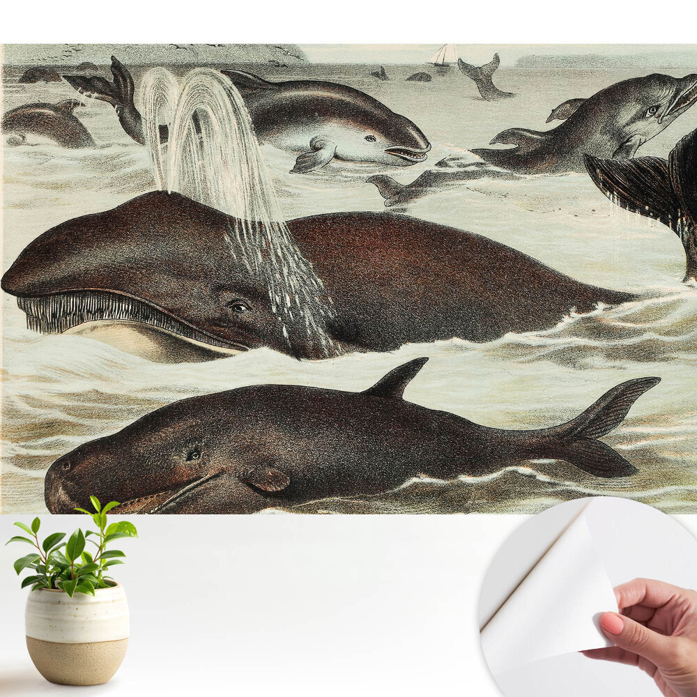 Tapety na stenu samolepiace Harmónia vodných živočíchov