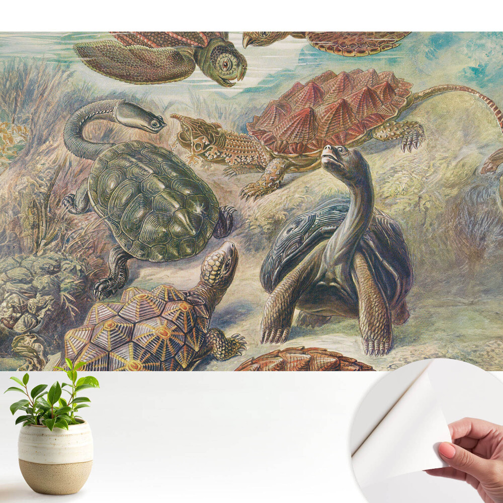 Luxusná tapeta Rôzne korytnačky vo vodnej scenérii