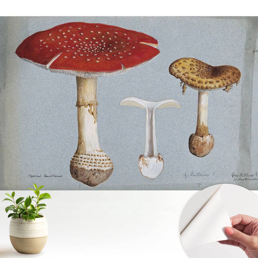 Tapeta s klasickou ilustráciou húb