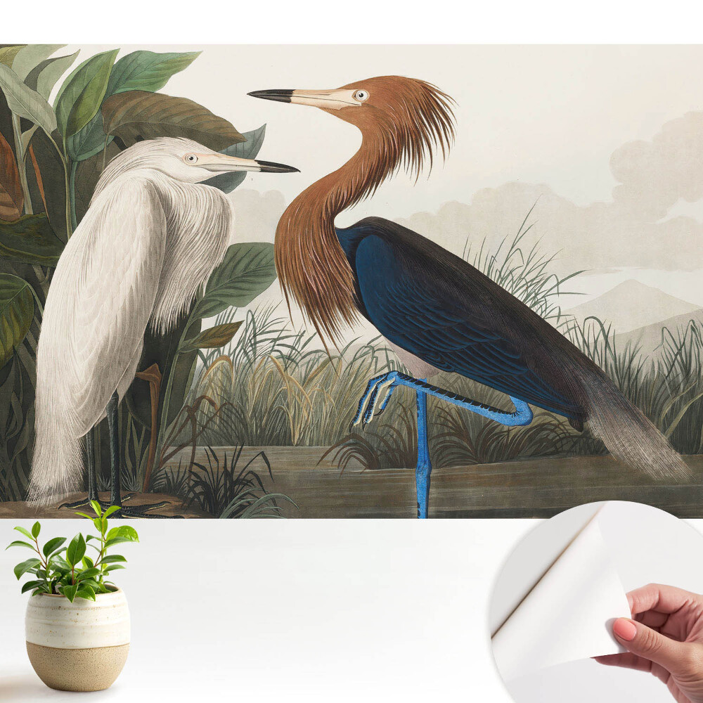 Tapeta Elegantné vtáky vo vegetácii