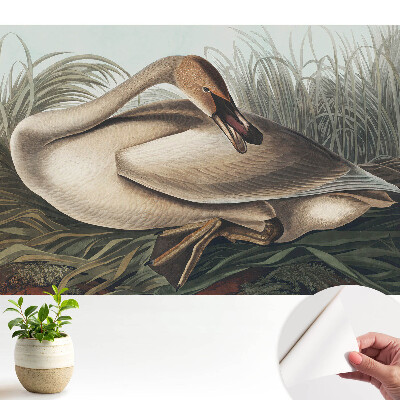 Tapeta na stenu samolepiaca s motívom klasickej labute a rastlinným pozadím