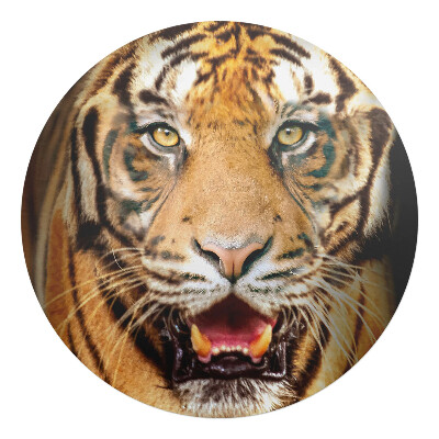 Podložka pod kolieskovú stoličku okrúhla Tiger - detailný záber na papulu