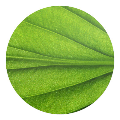 Podložka pod kolieskovú stoličku okrúhla List zblízka